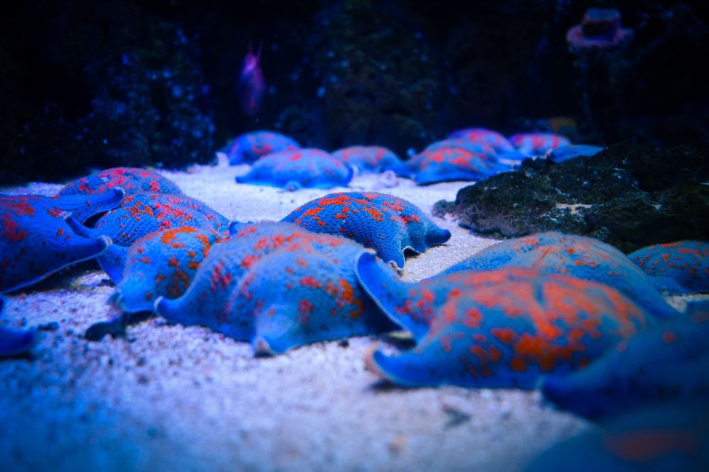 Photograph by Ксения Работкина