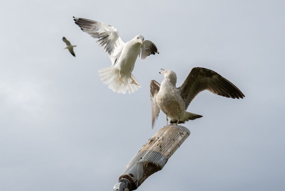 War of seagulls