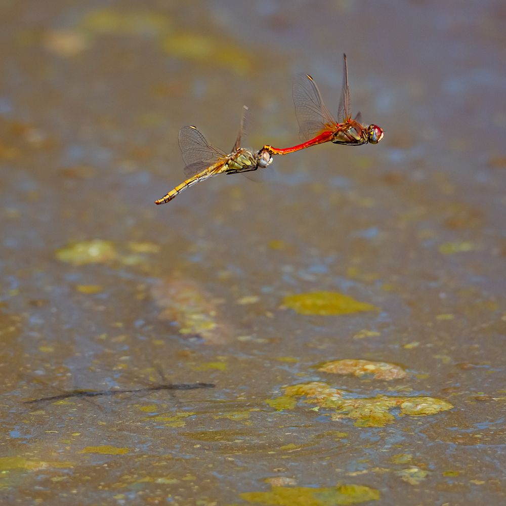 Photograph by Andrea Barlotti