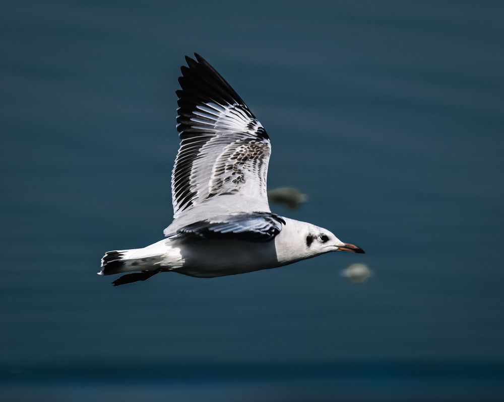 Photograph by Md Shadab Alam