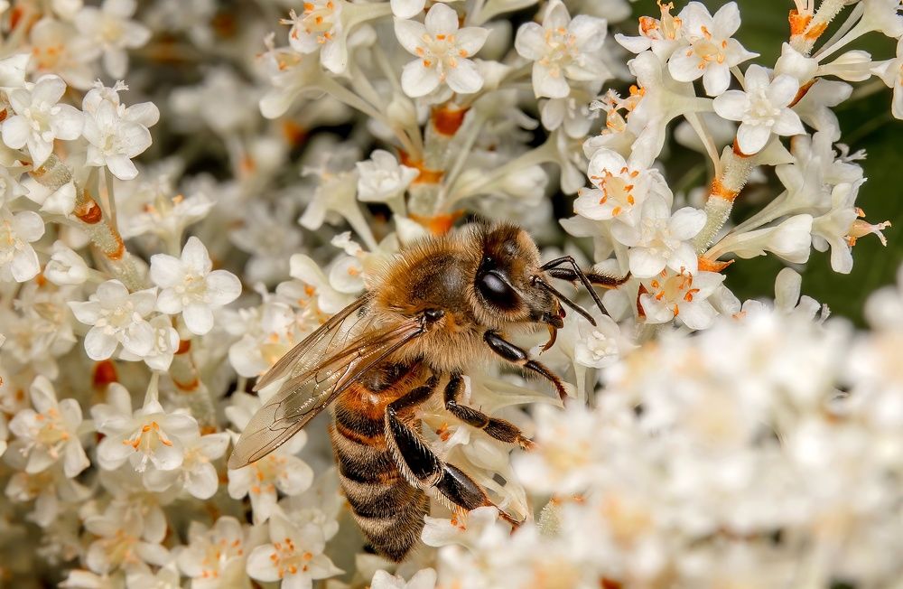Photograph by Stéphane Boucher