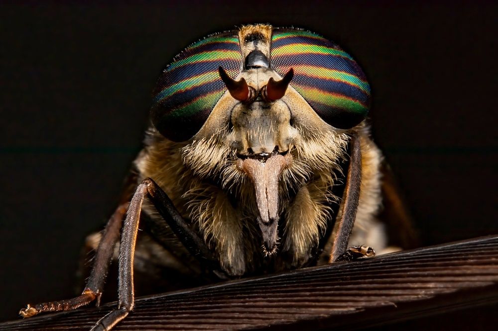 Photograph by Stéphane Boucher