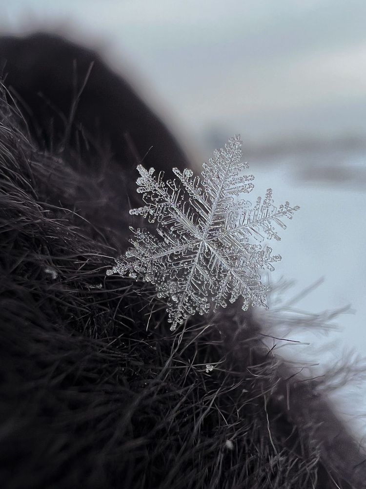 Photograph by Elvira