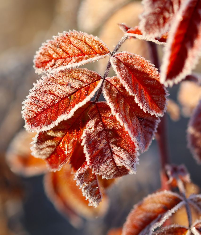 Photograph by Олег Фокин