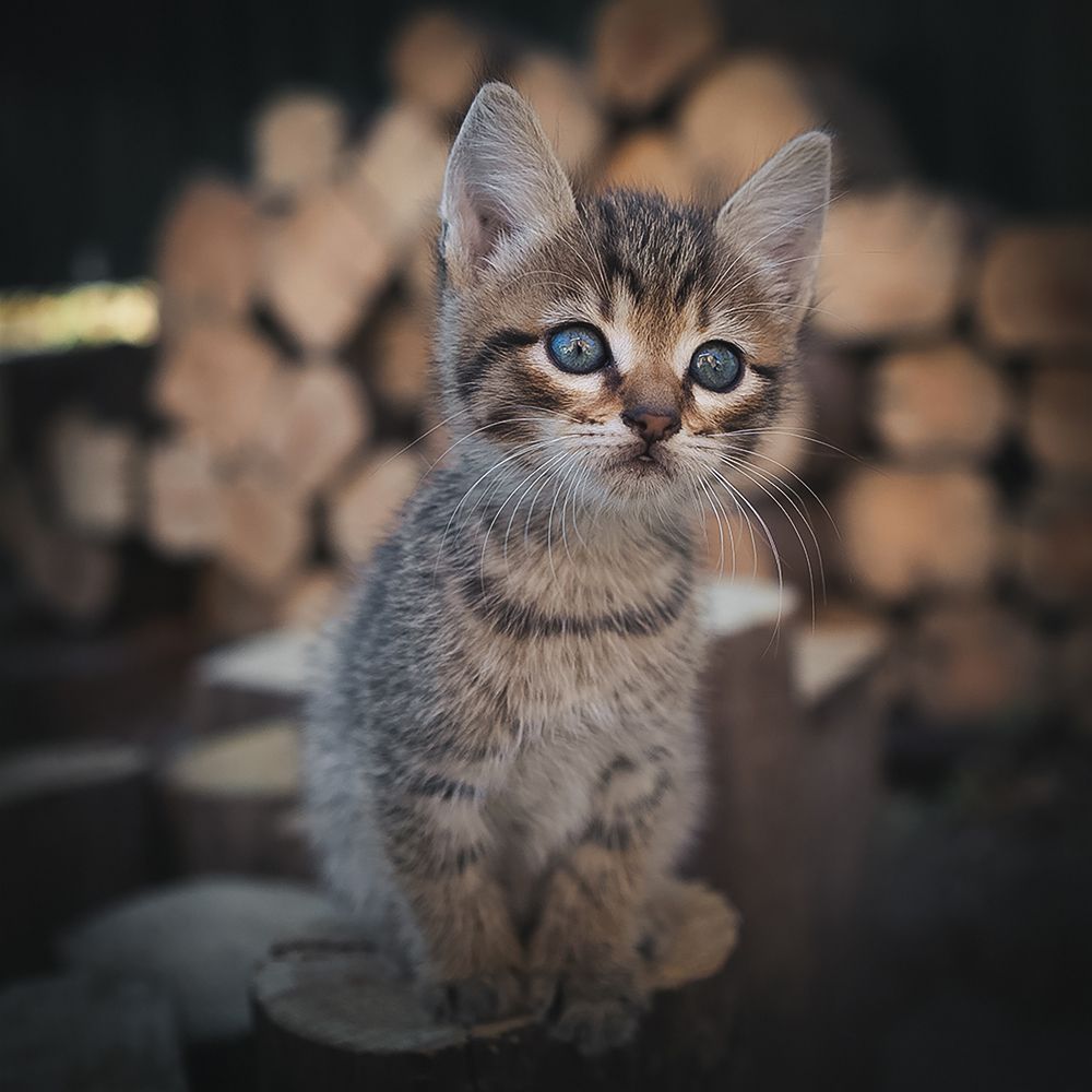 Фотография автора Коротун Юрий