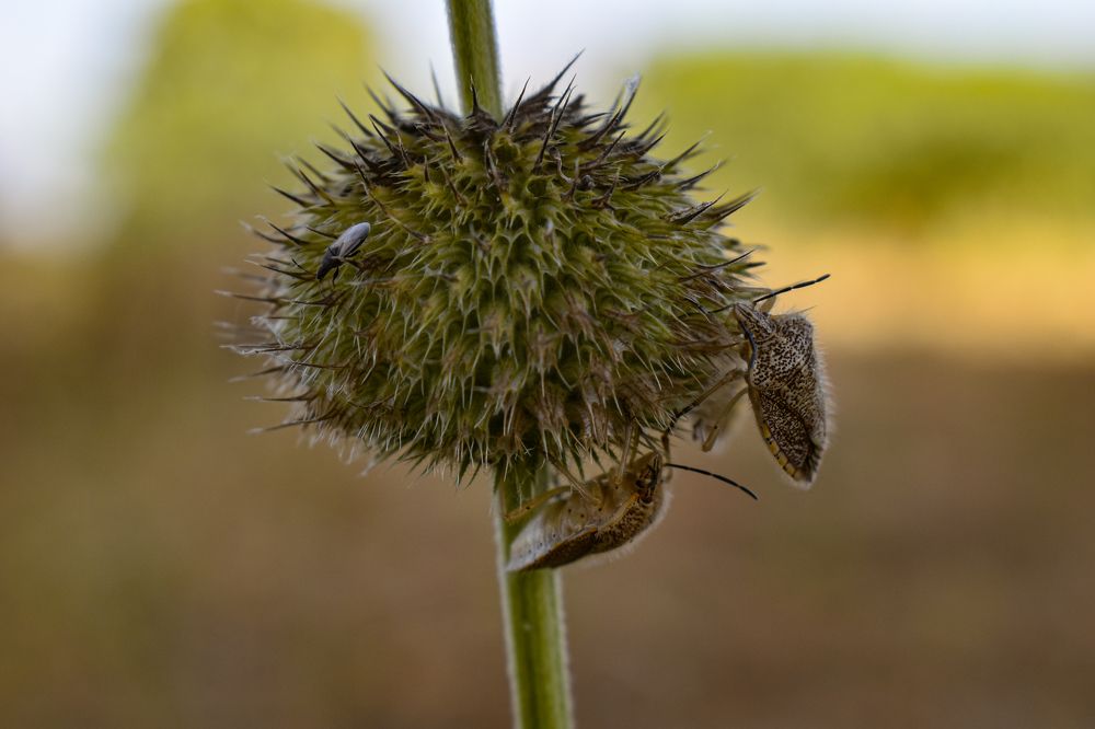 Photograph by Vincent SAWADOGO