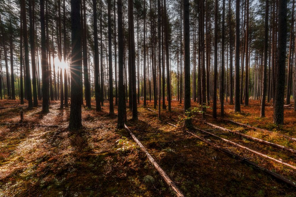 Photograph by Полякова Наталия Григорьевна