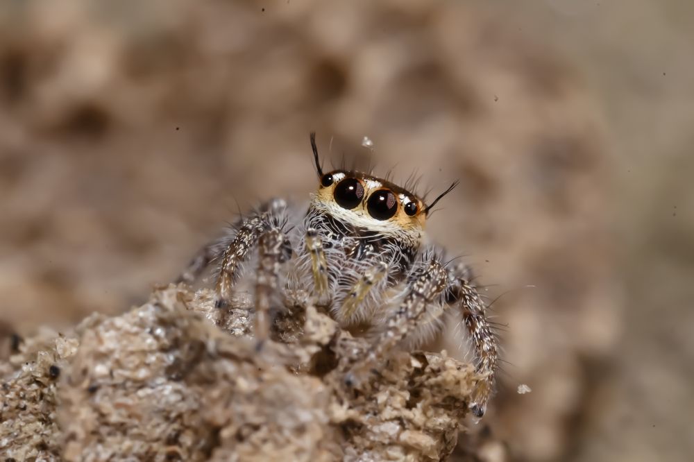 Hyllus ( Jumping Spider )