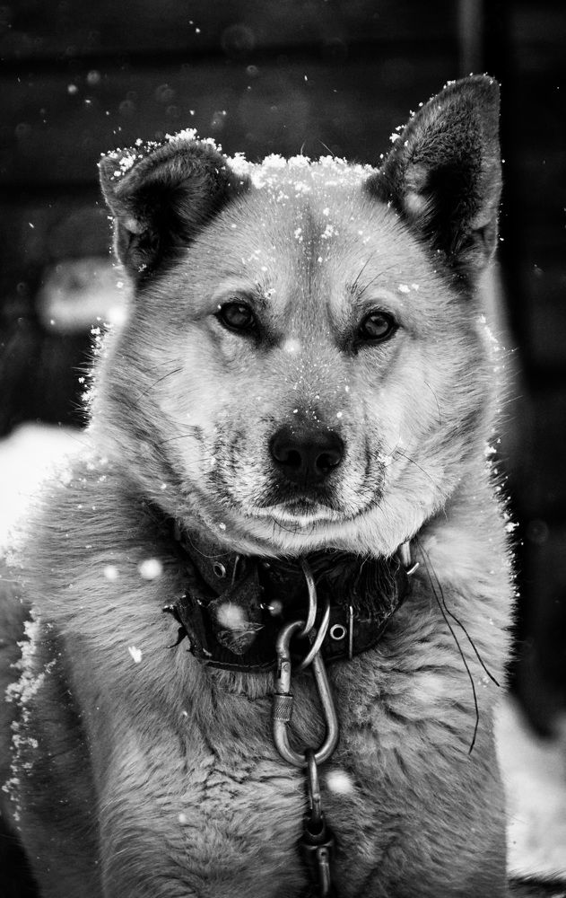 Photograph by Ася Весна