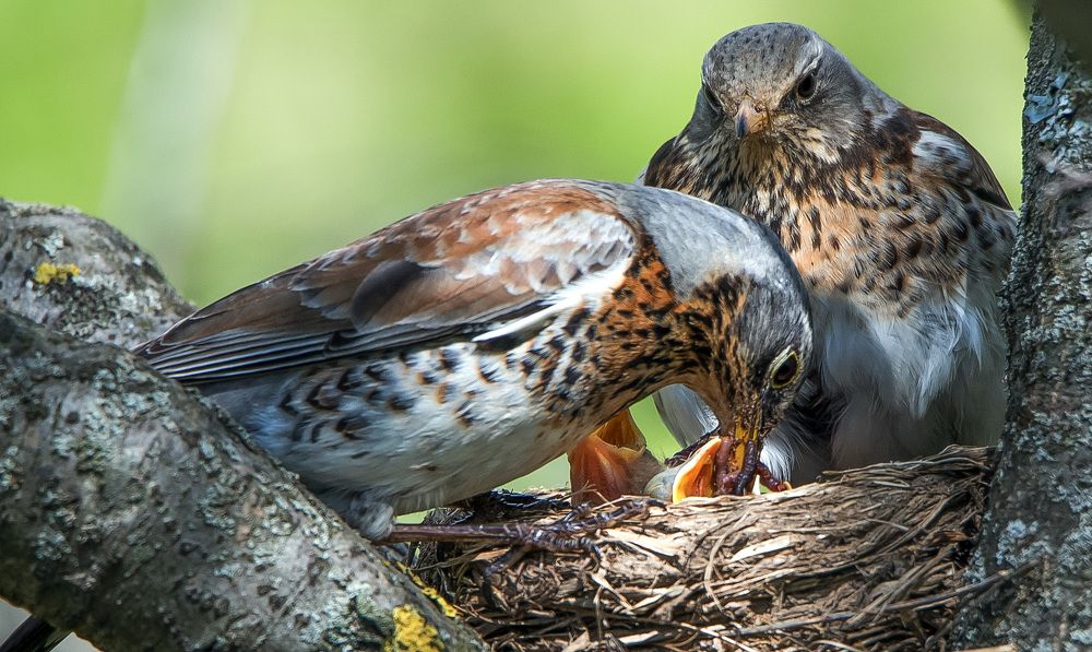 Photograph by Владимир Безбородов
