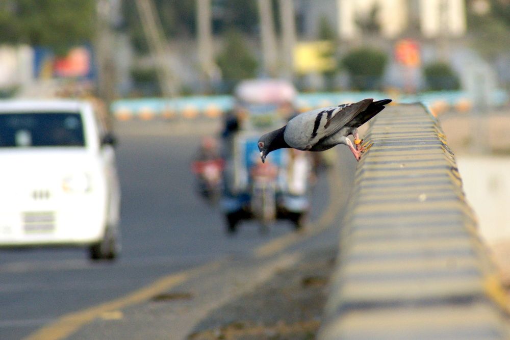 Photograph by MAHMOUD AKBAR