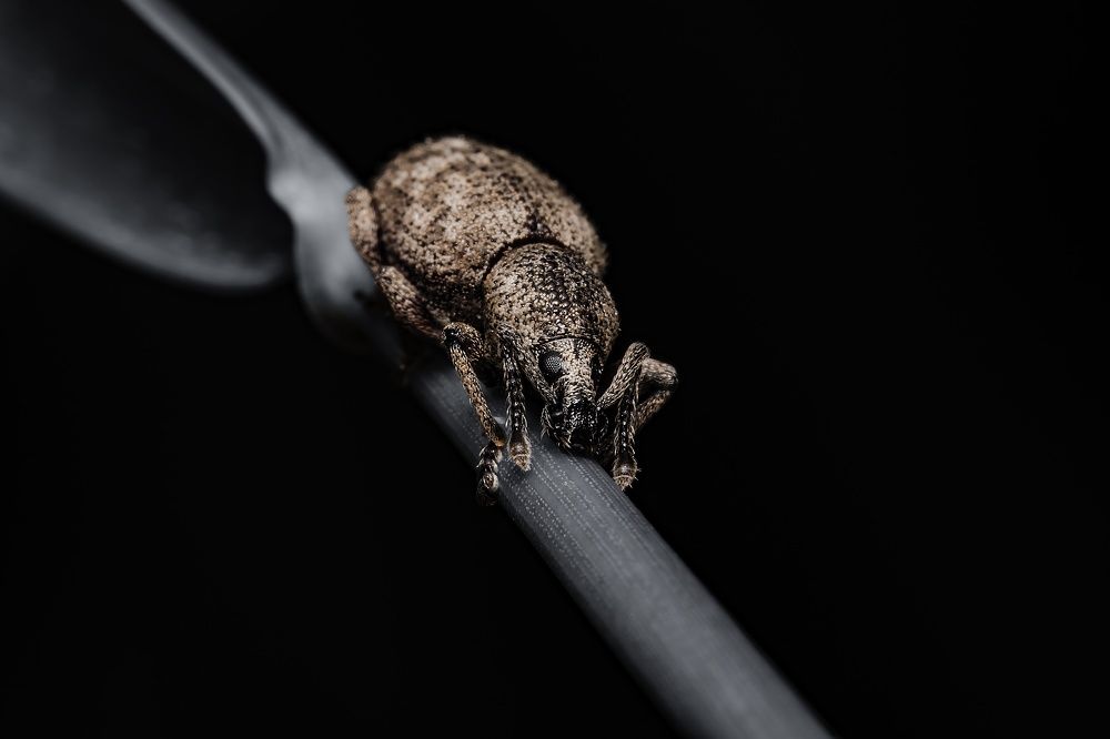 Photograph by Stéphane Boucher