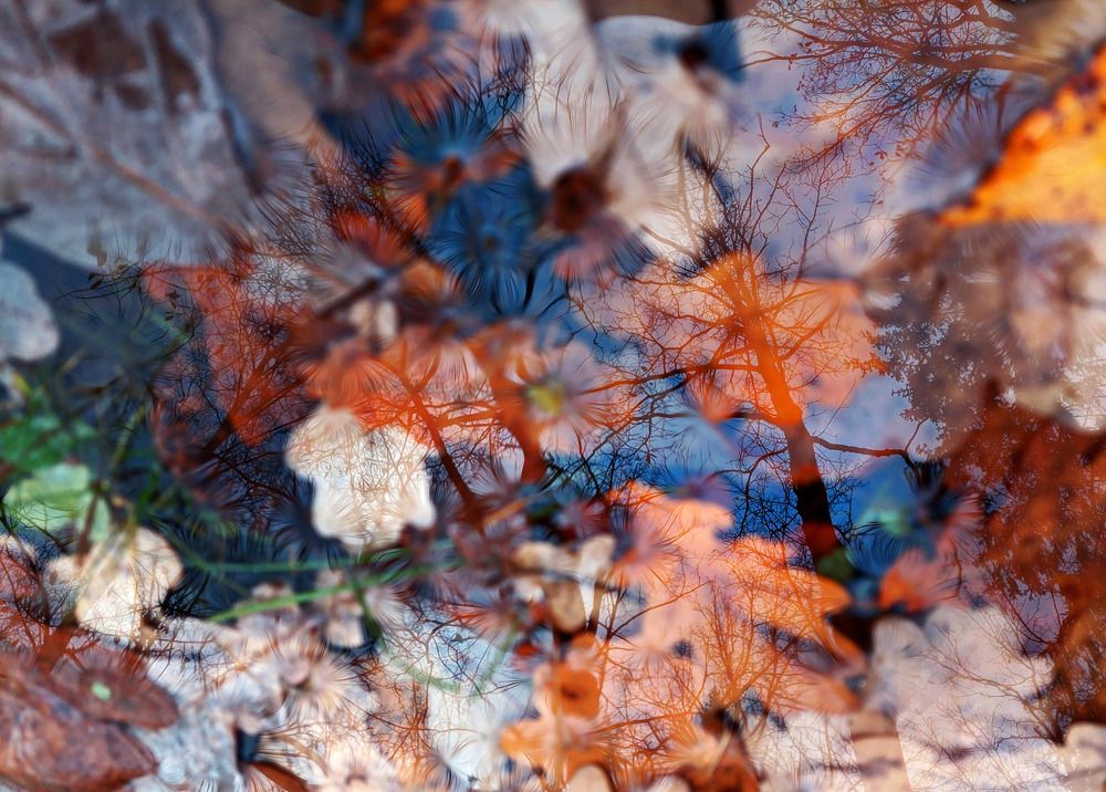 Autumm