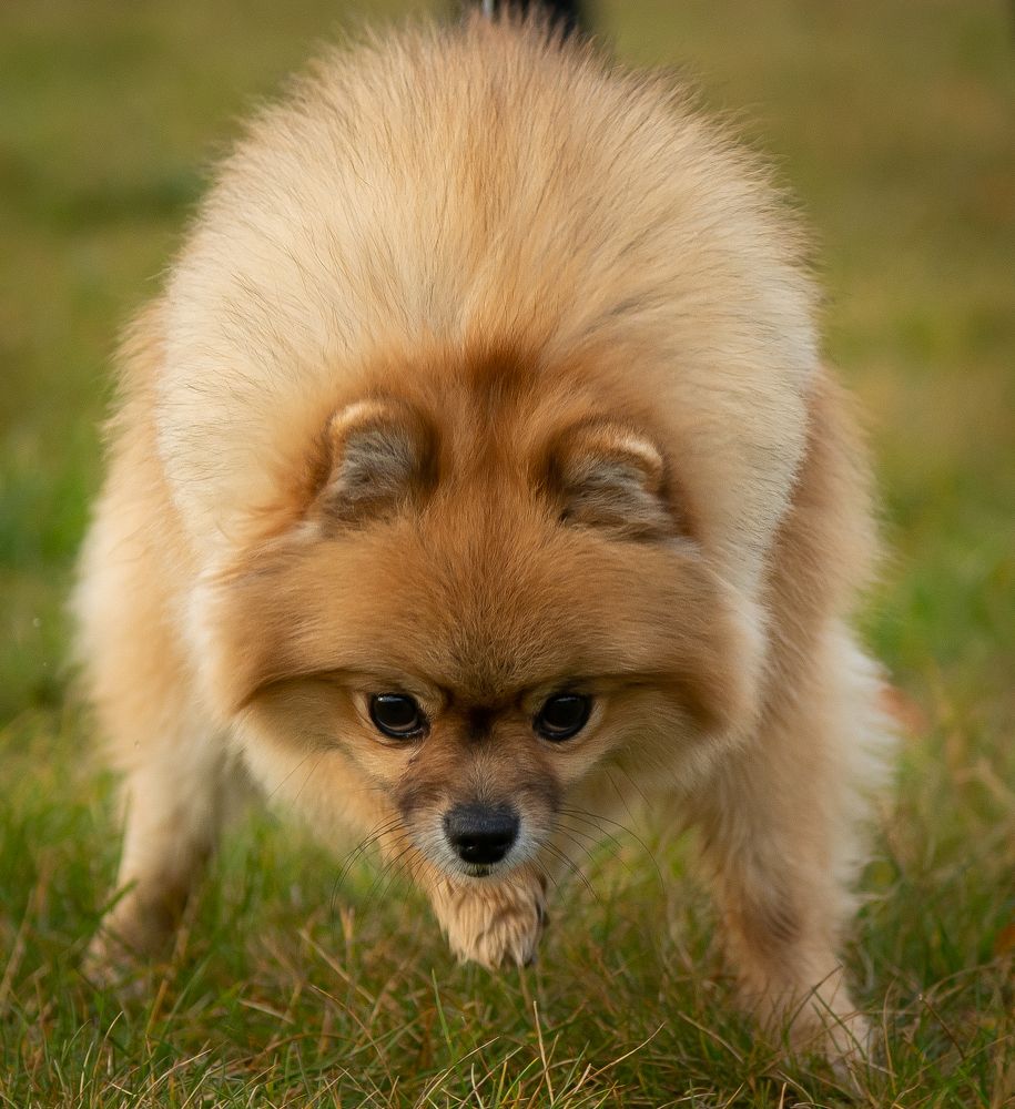 I will win the race!..