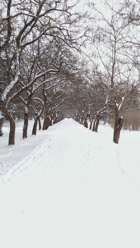 Снежное настроение.