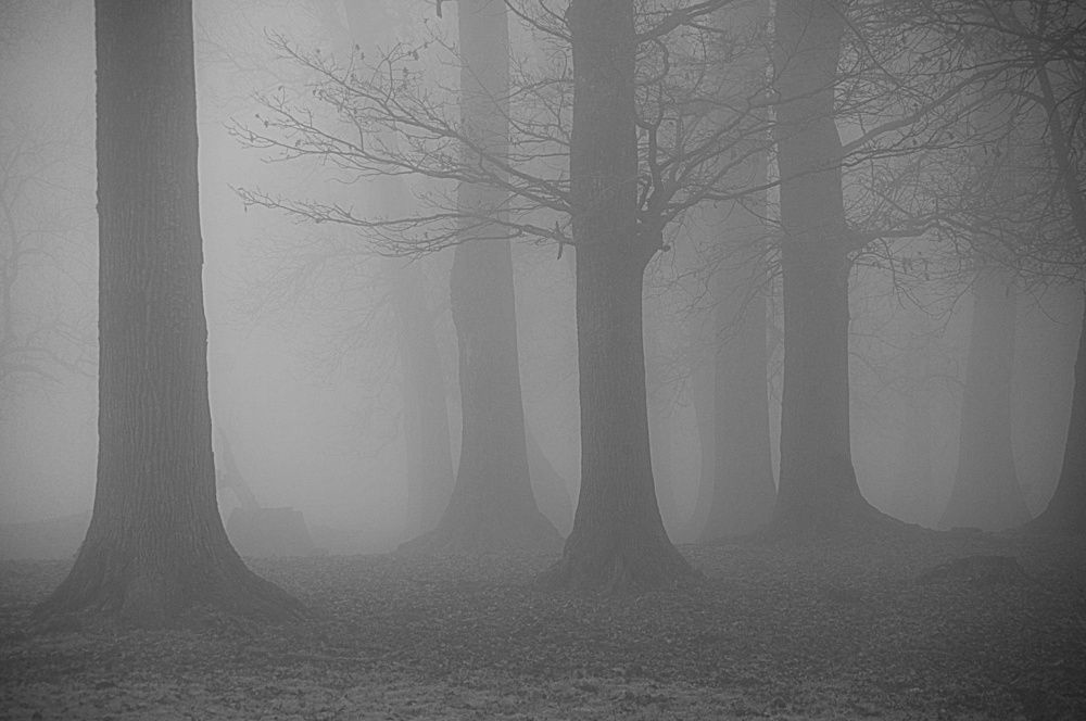 Photograph by Davor Cevizovic