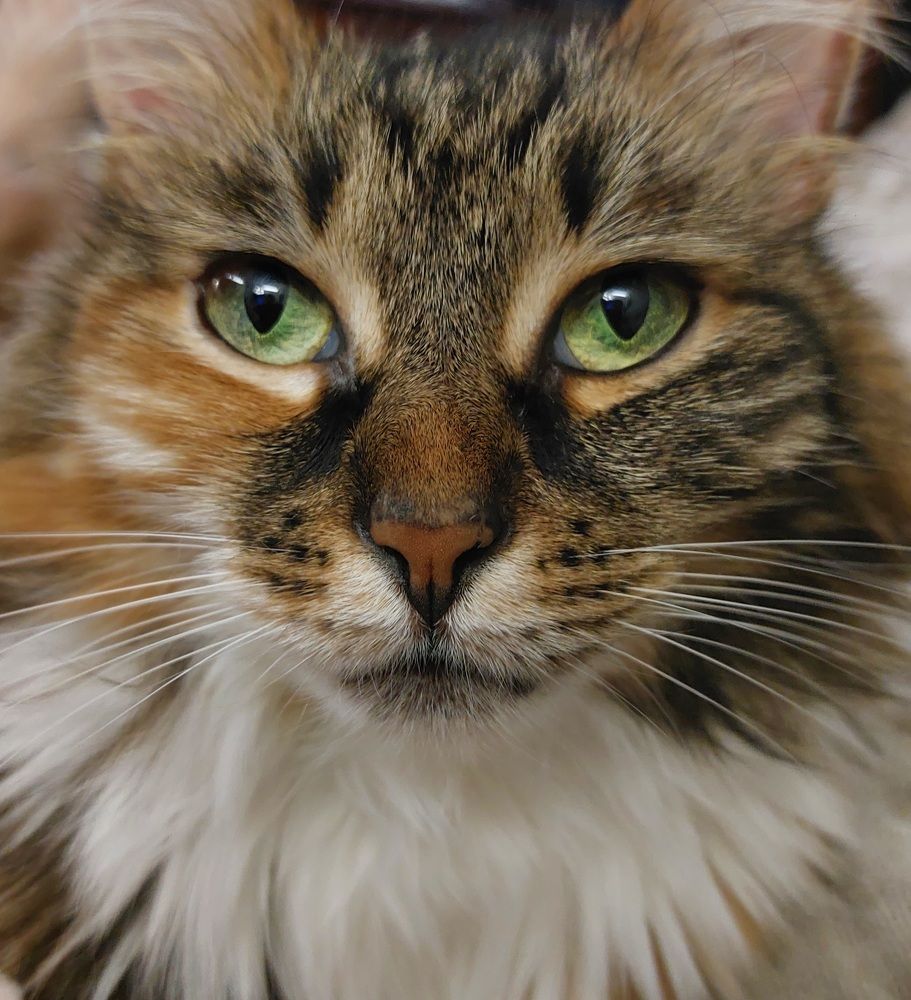 Зелёные глаза