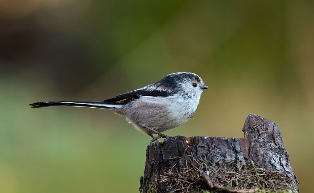 Long Tiled Tit