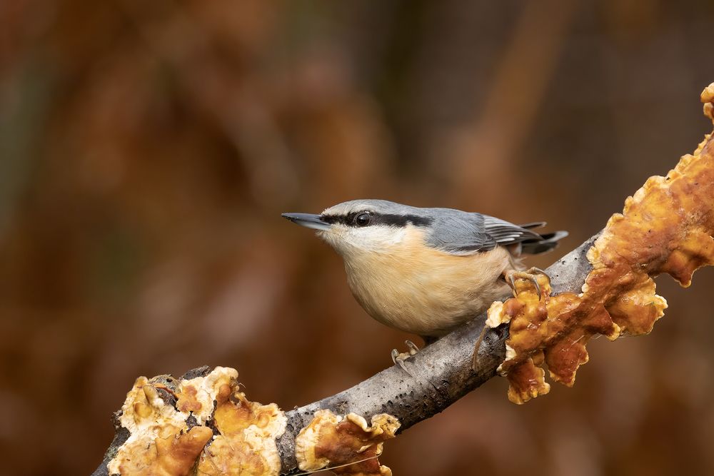Фотография автора MARIA KULA