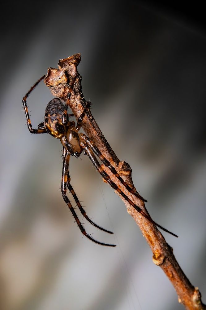 Photograph by Stéphane Boucher