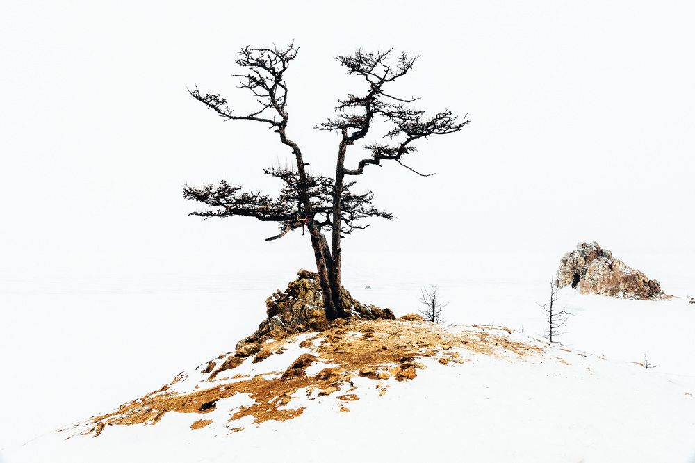 Шаман-дерево