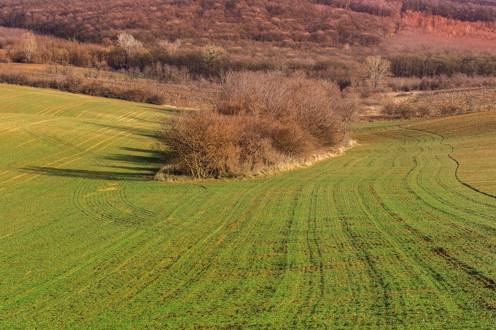 Photograph by Kincse-Boros