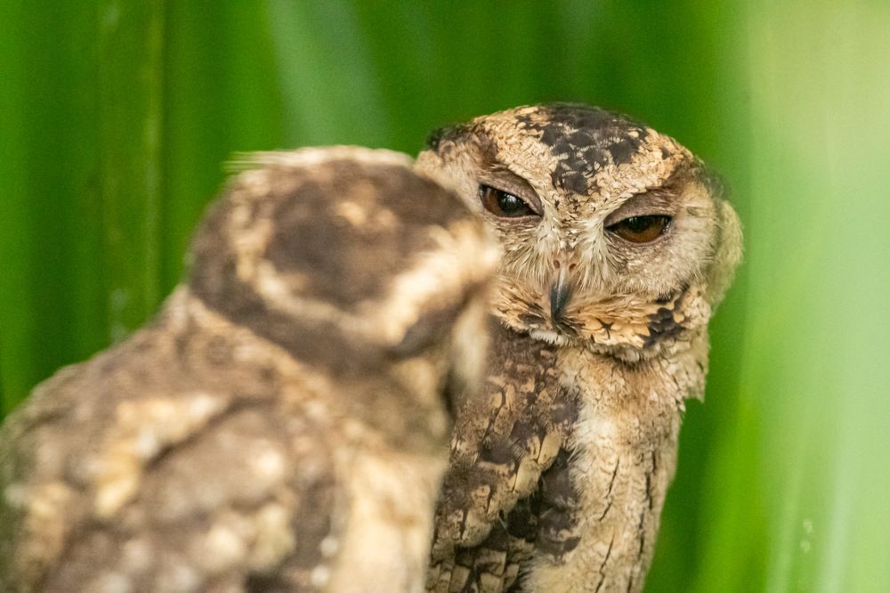 Photograph by Sampath Perera