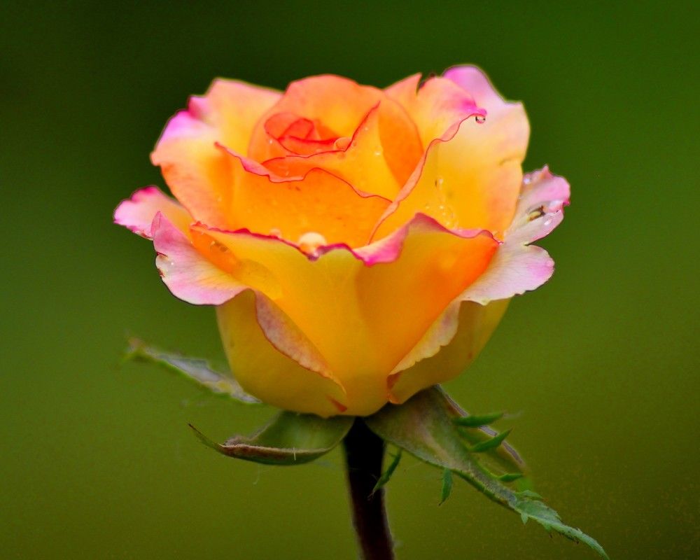 Фотография автора Tkachev Aleksey