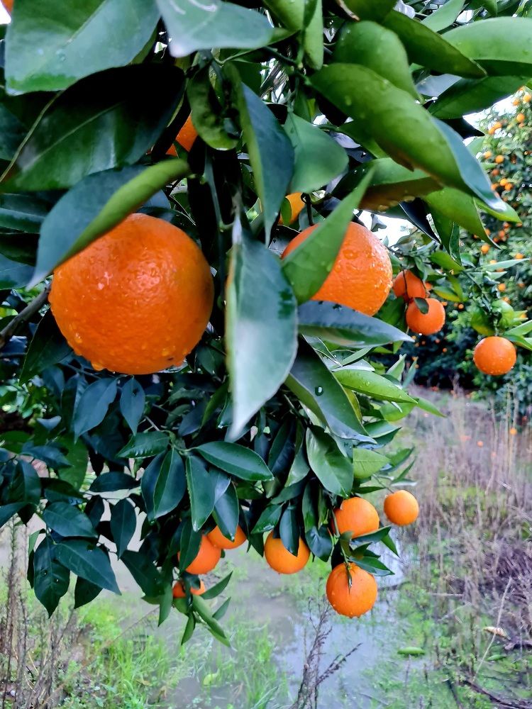 Апельсиновый сад