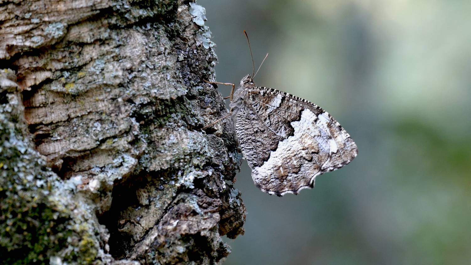 Фотография #8920376