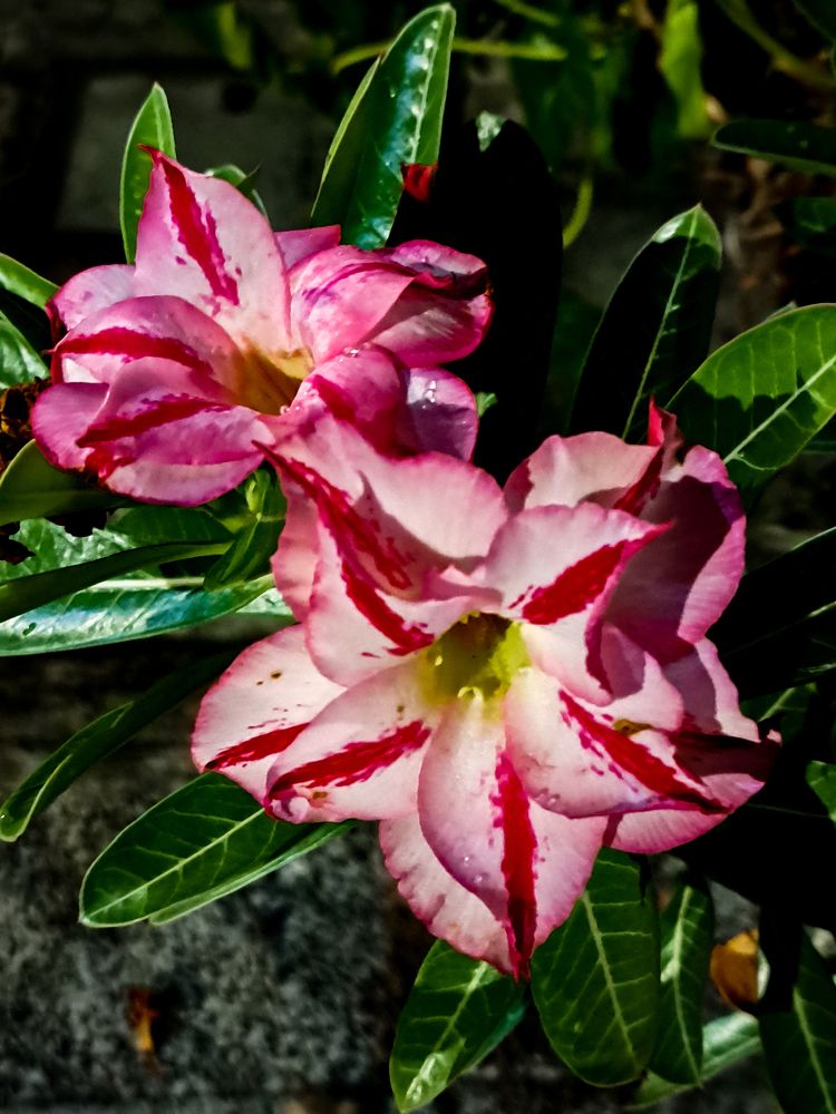 Photograph by Flávio Cavalcante