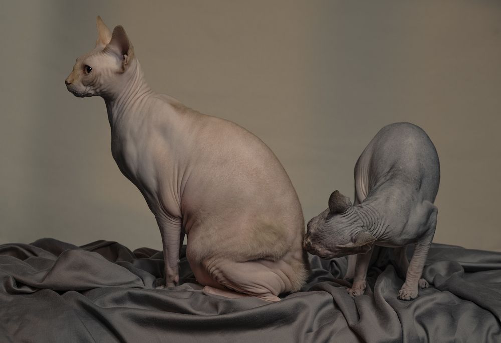 Photograph by Tirdad Aghakhani