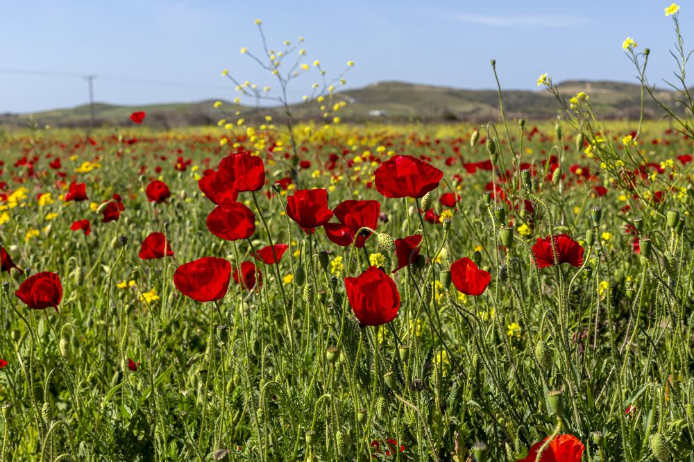 Photograph by TETYANA LYAPI