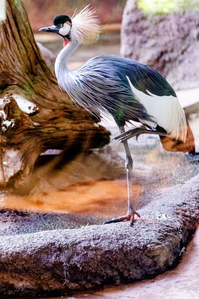 African crowned crane