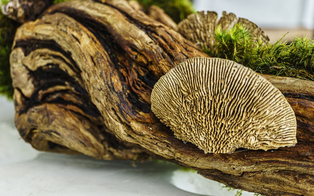 Photograph by Silvia Marcos