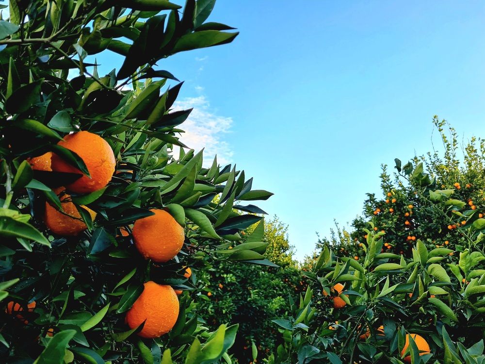 Апельсиновый рай