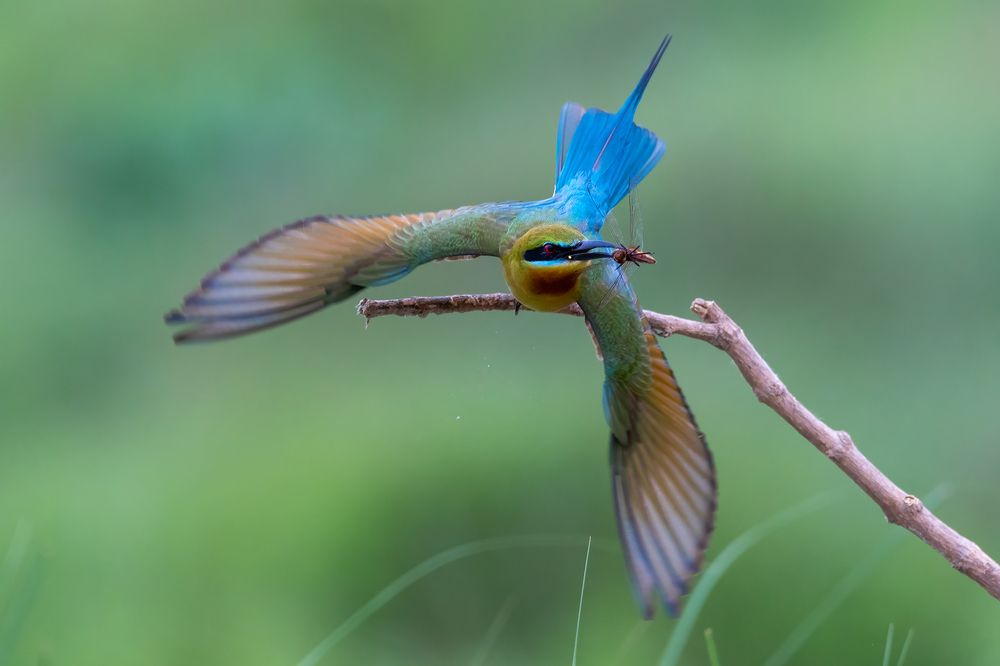 Photograph by Protap Shekhor Mohanto