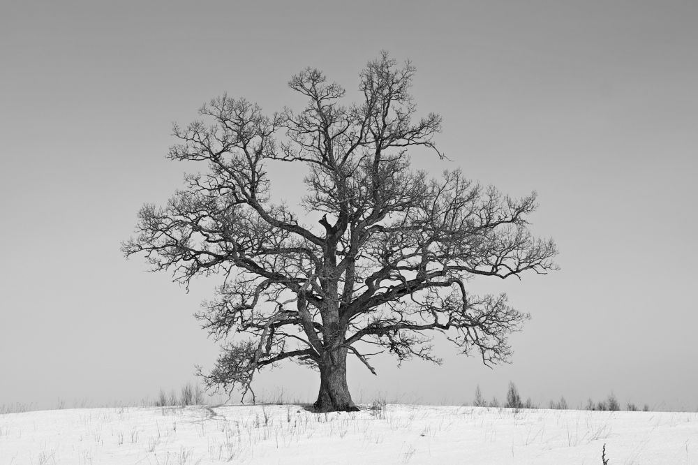 Фотография автора Сергей Барановский