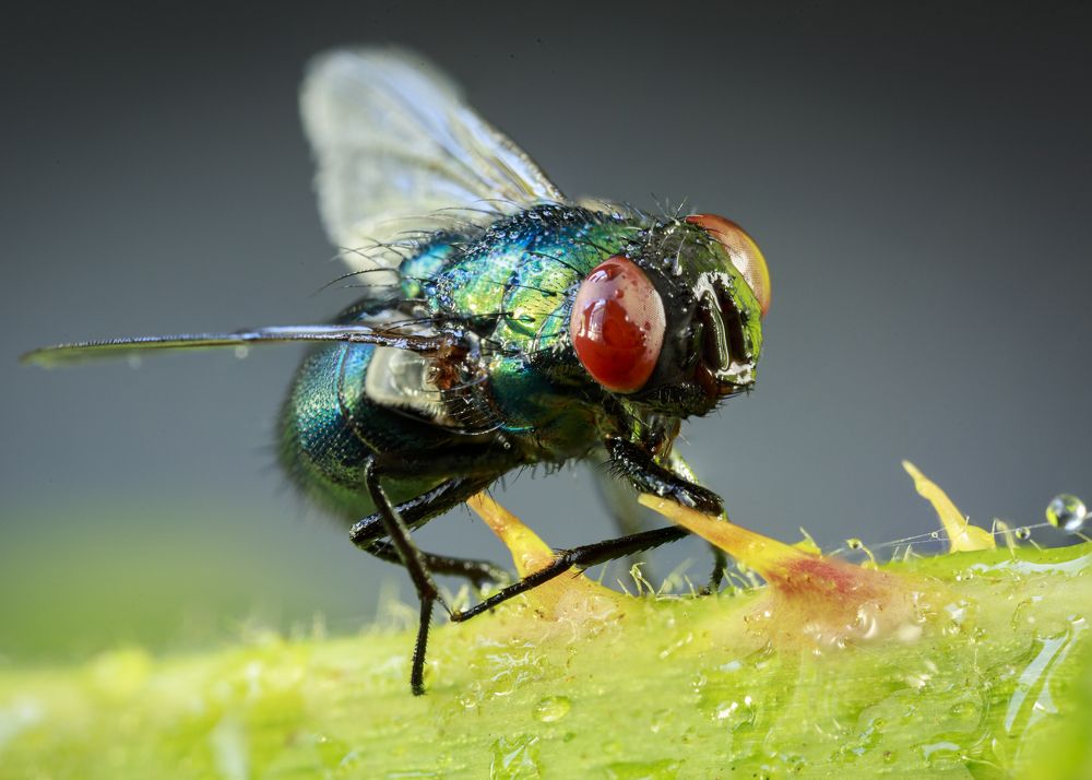 Photograph by Irène Landsjö