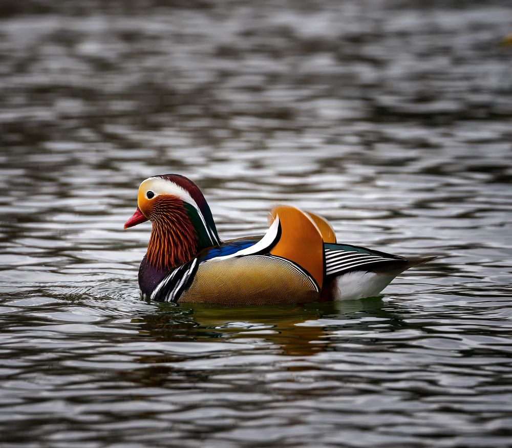 Photograph by Сергей Зелинский