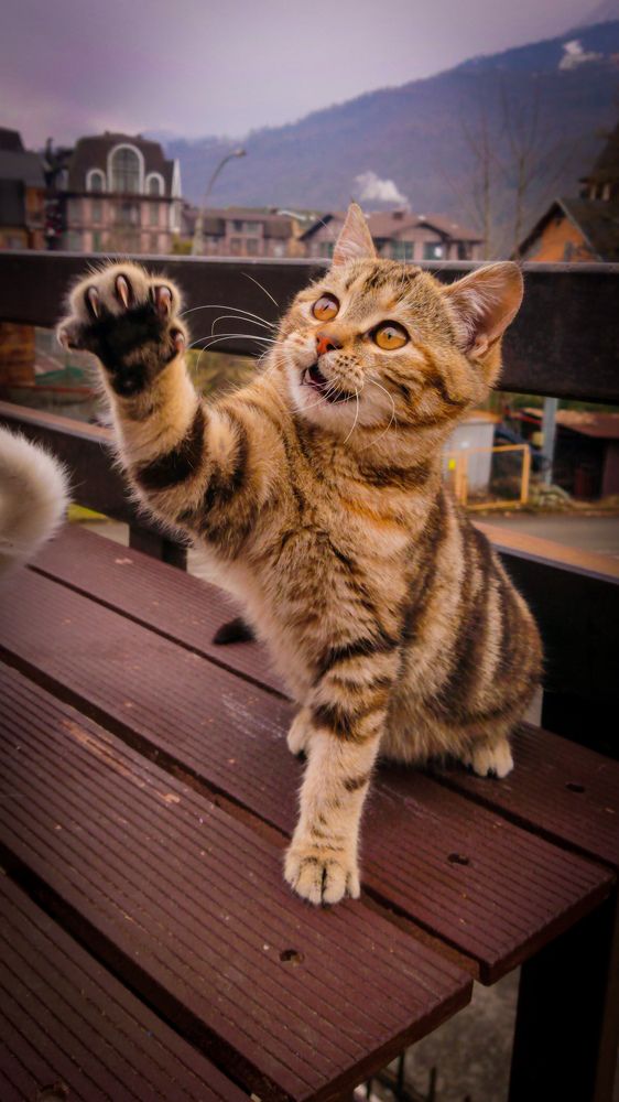 Фотография автора Елена Ку