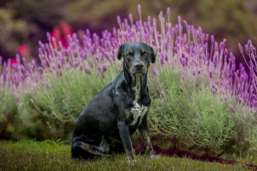 Photograph by Marcia Camargo