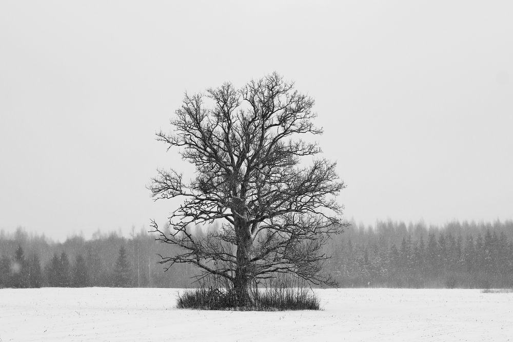 Фотография автора Сергей Барановский