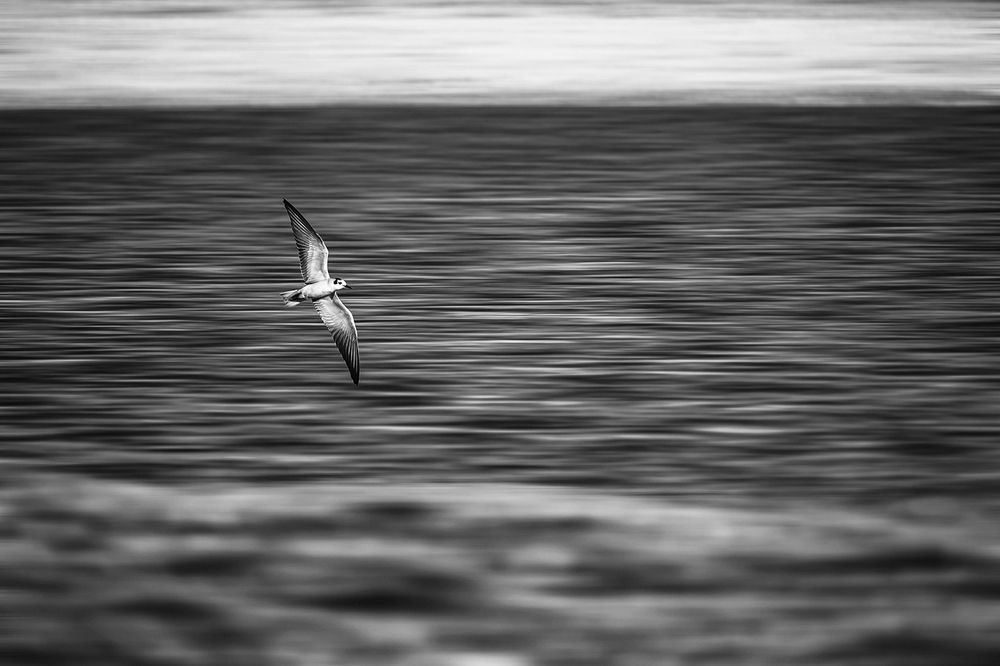 Photograph by aref tahmasbi