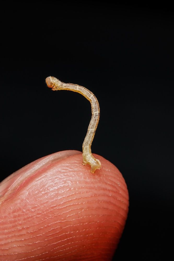 Photograph by Stéphane Boucher