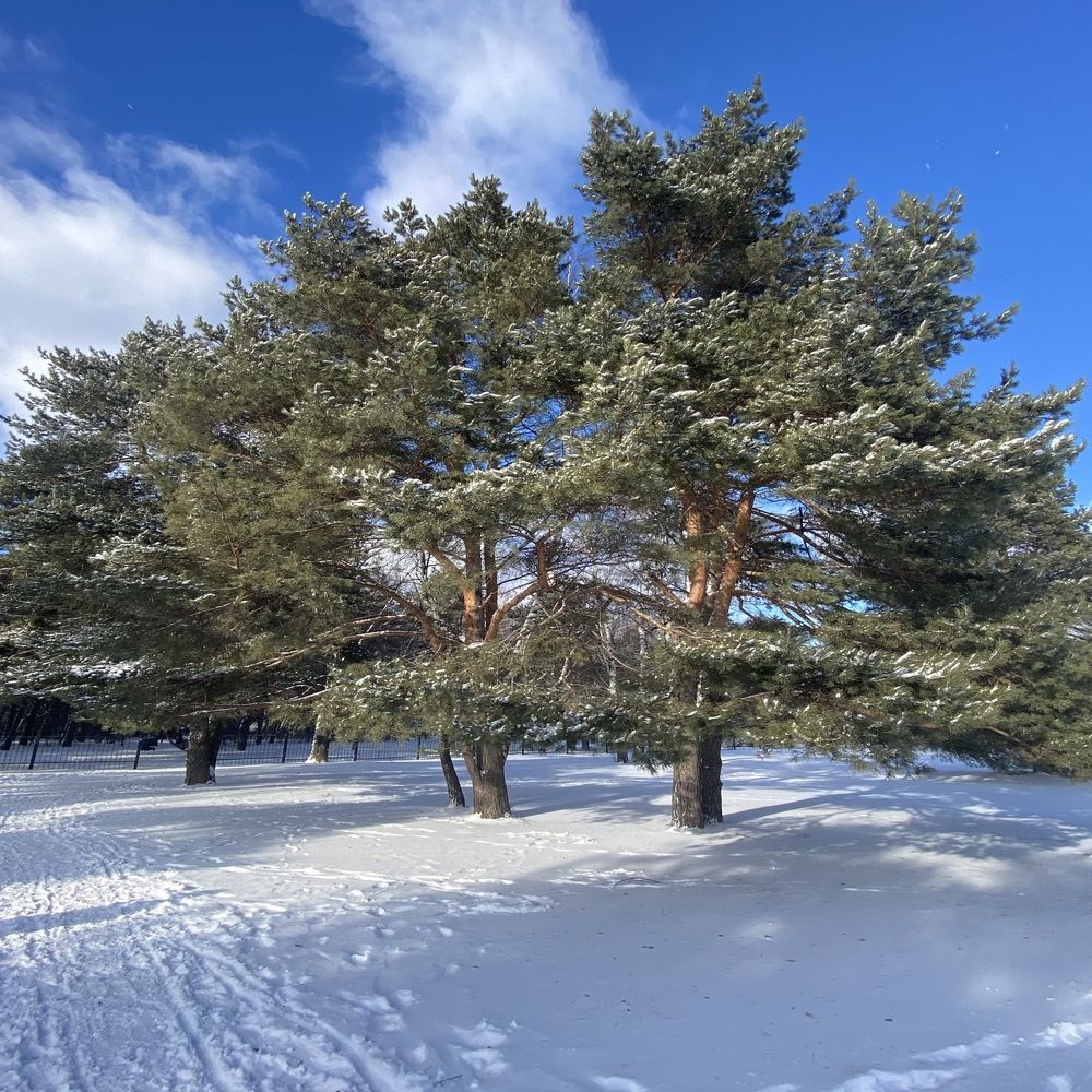 Зимний день