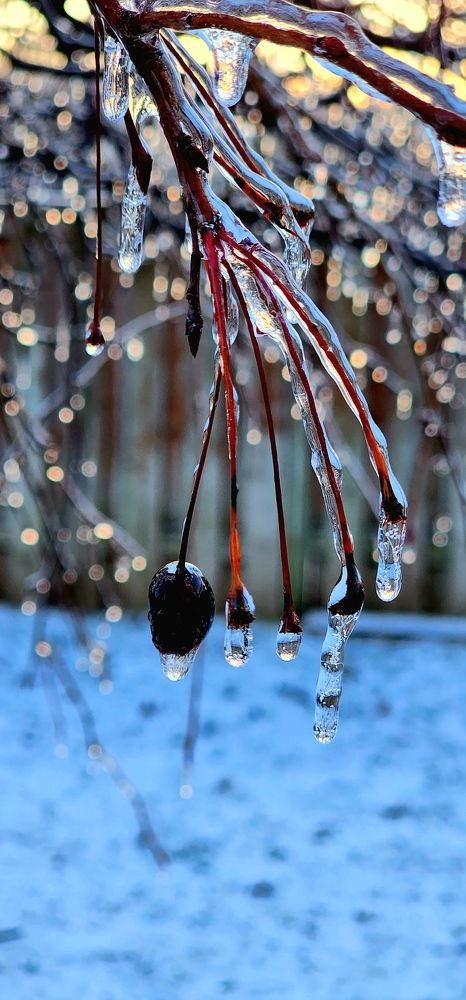 Music of the crystal rein