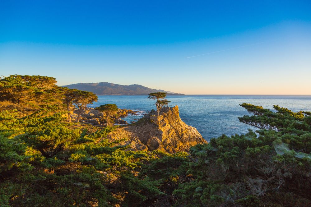 Lone Cypress
