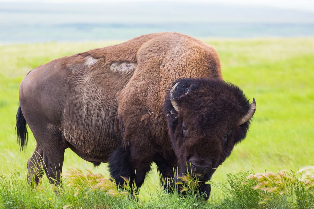 Buffalo
