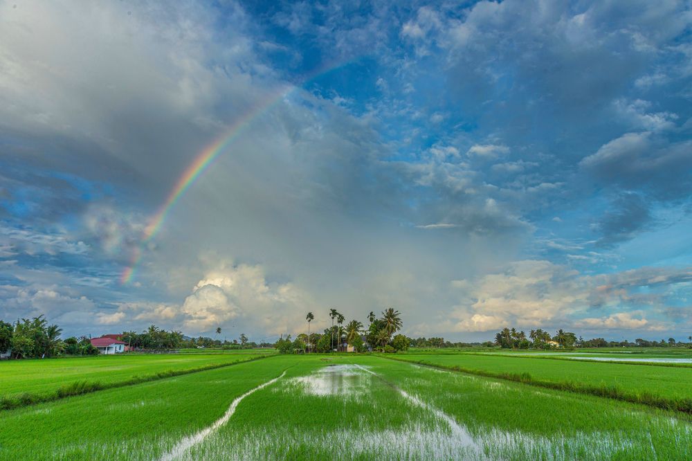 Rainbow over the paddy field